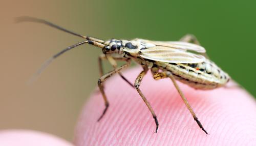 Réf. 305 548 : Leptopterna dolabrata